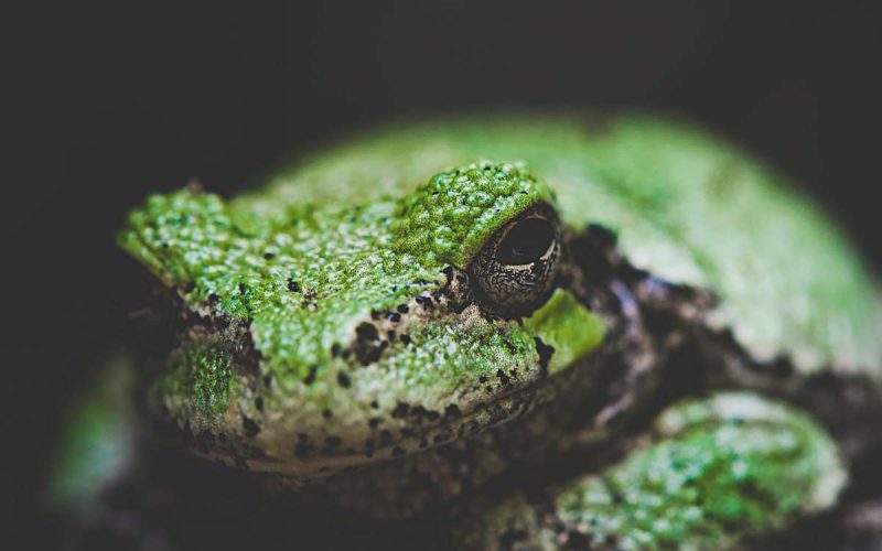 Photos show frog thriving in protected area