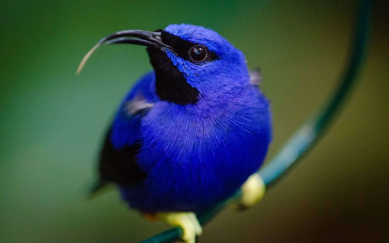 Celebrate July 4th with these all-American birds