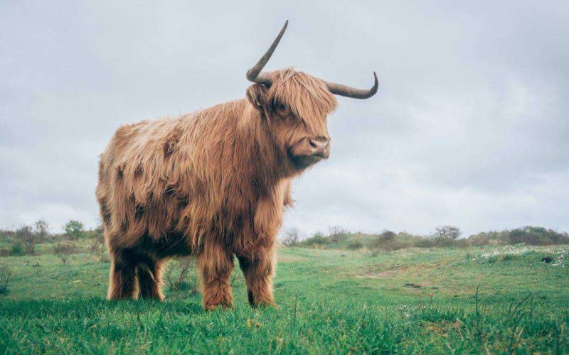 Exclusive: Florida’s largest ever Bull has been found