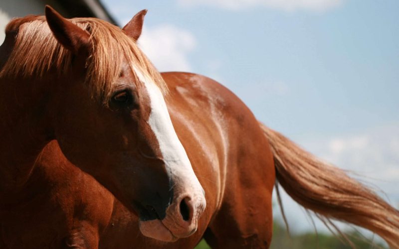 Why horses evolved to sacrifice themselves