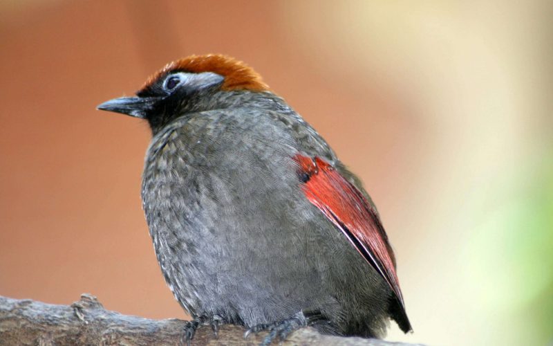 Birds are slow to evolve, making them vulnerable