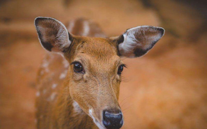 Deers may help prevent wildfires in California